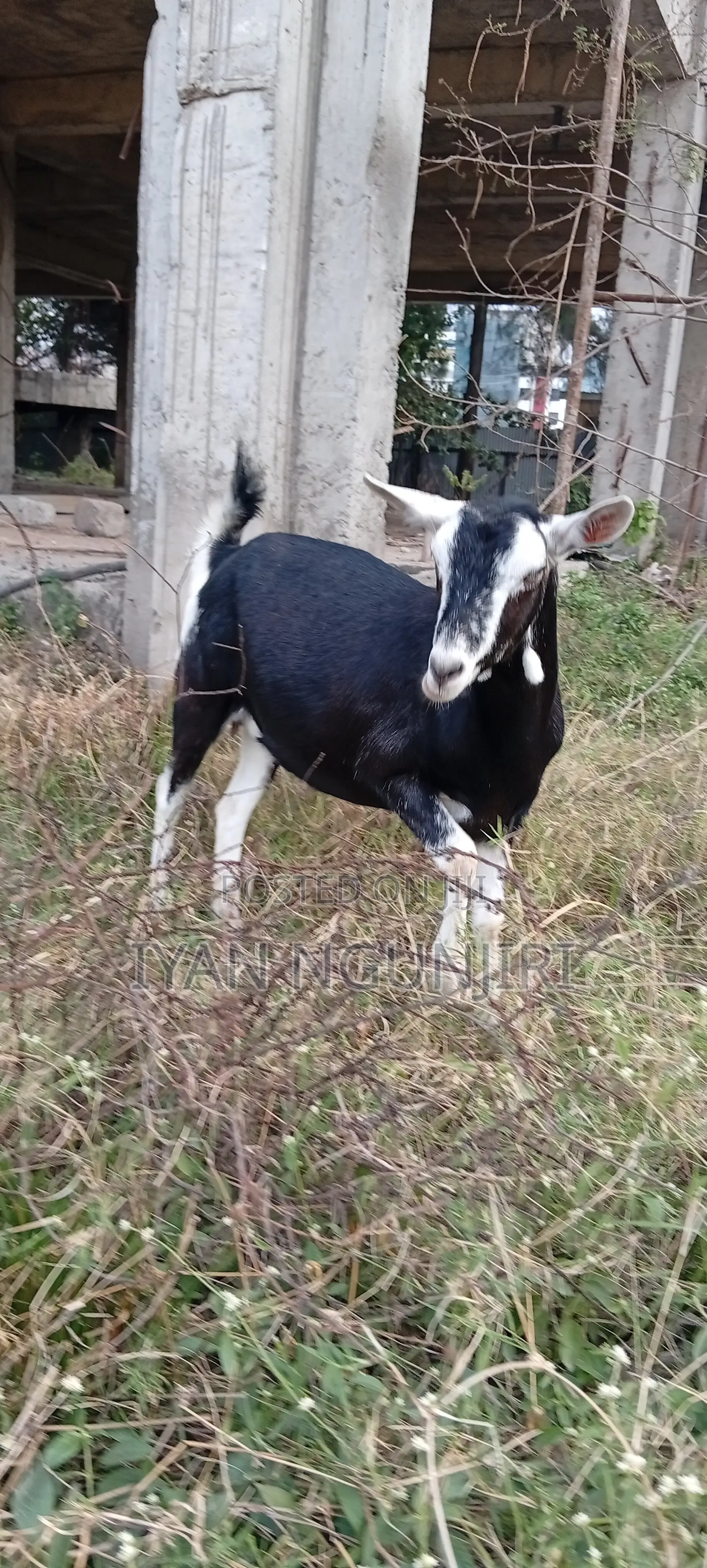 Dairy Goats Available