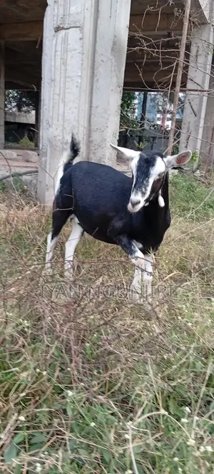Dairy Goats Available