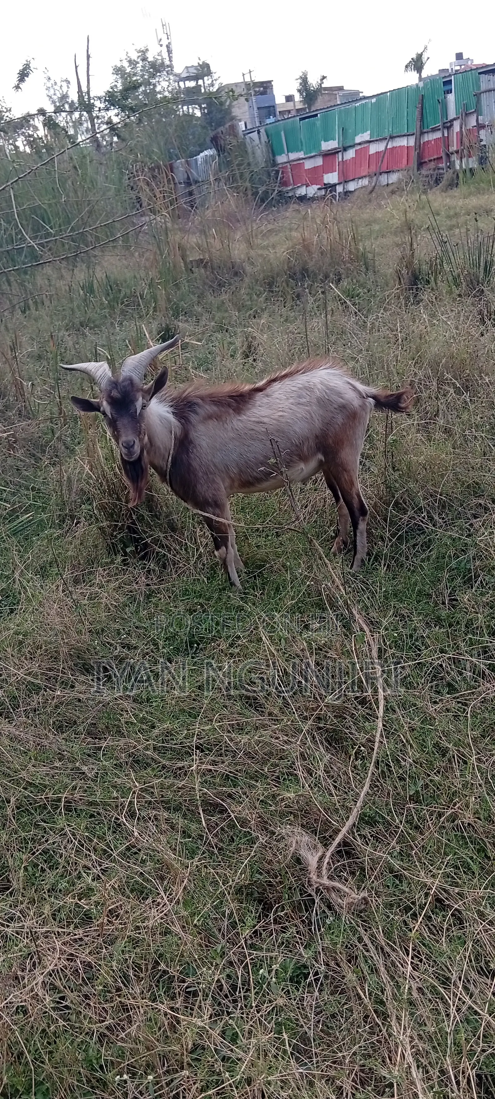 Dairy Goats Available