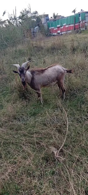 Dairy Goats Available