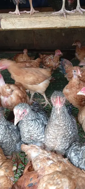 Poultry Birds