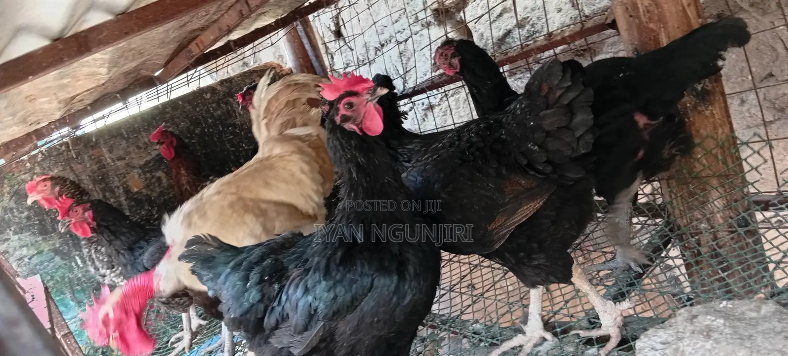 Poultry Birds