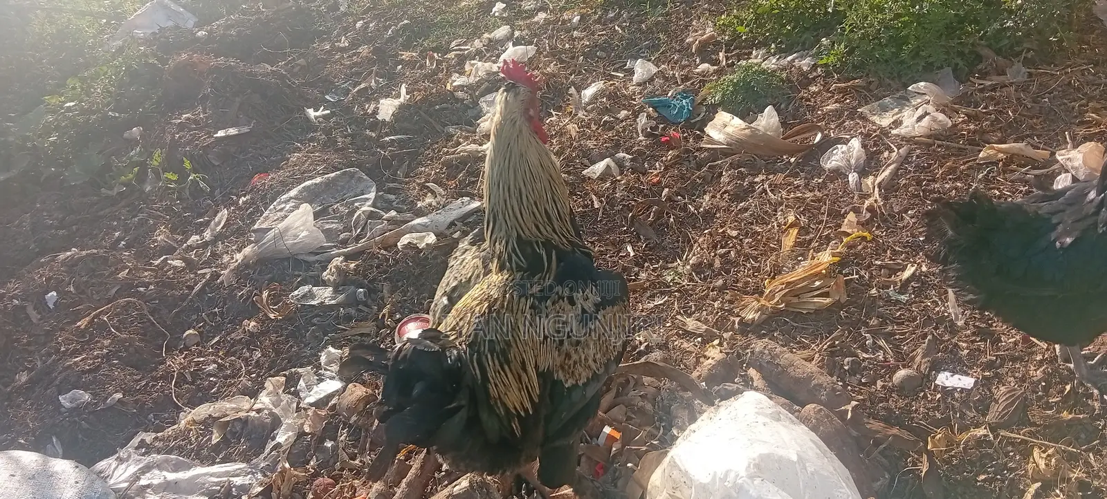 Poultry Farm
