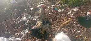 Poultry Farm