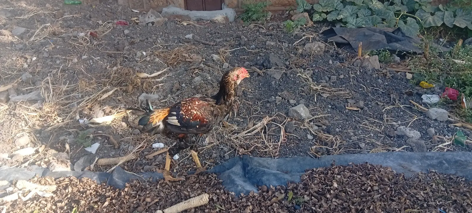 Poultry Farm