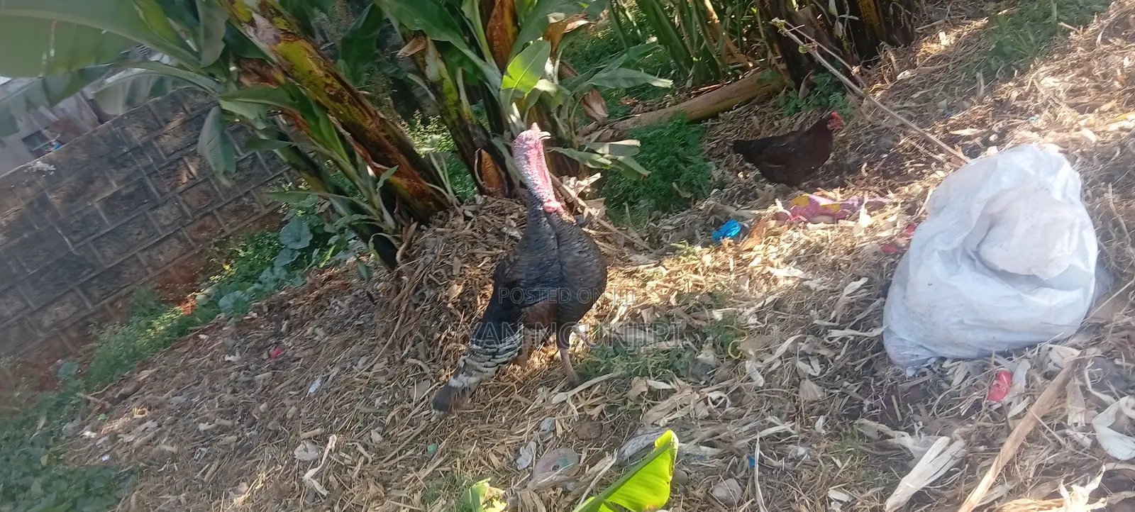 Poultry Farm