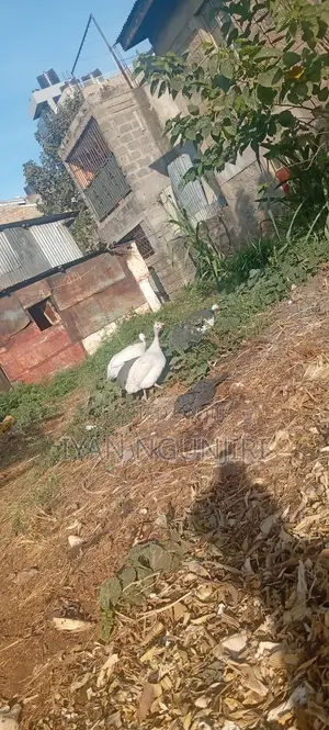 Poultry Farm