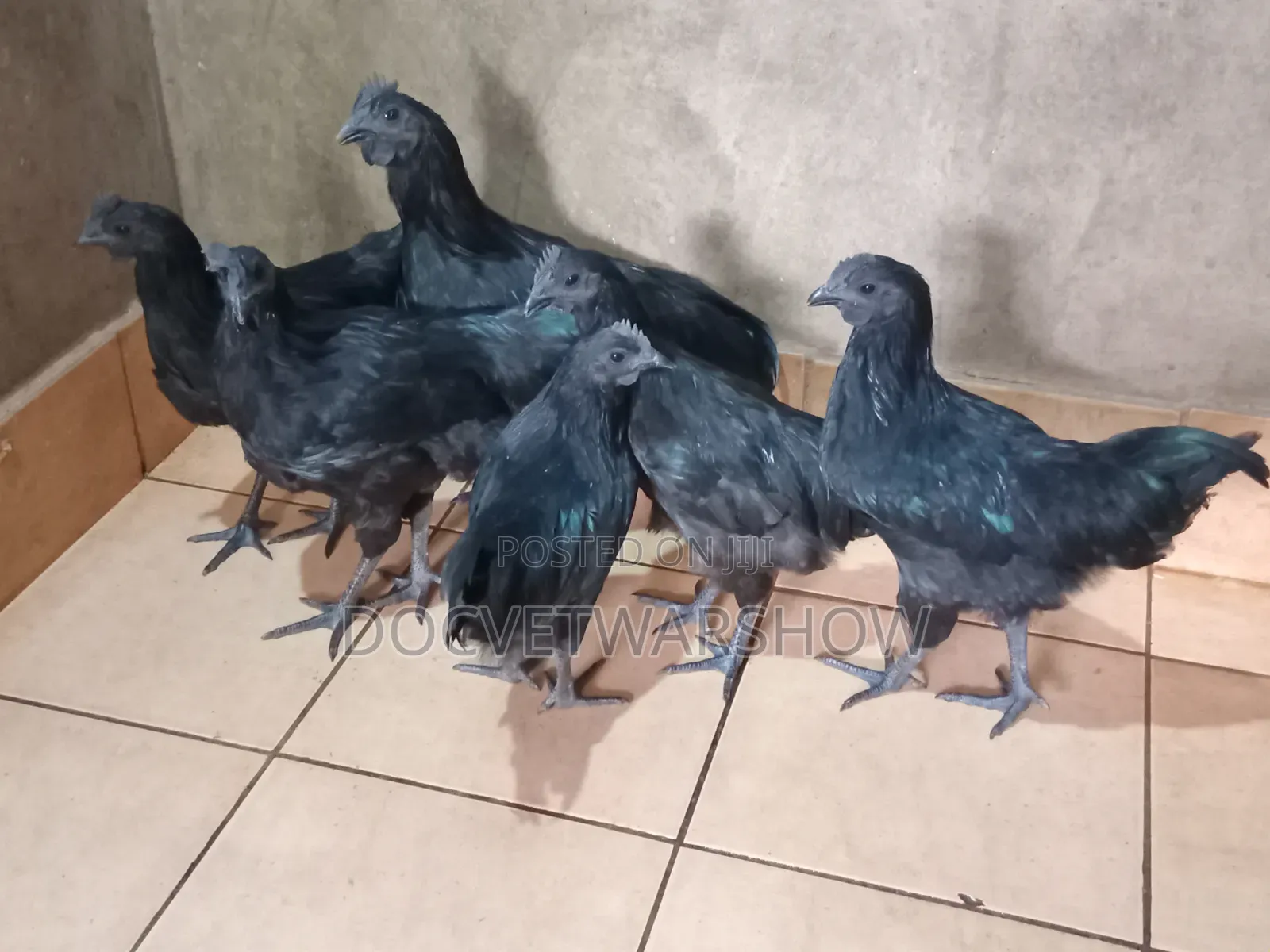 Ayam Cemani Adolescent Cocks