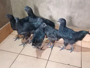 Ayam Cemani Adolescent Cocks