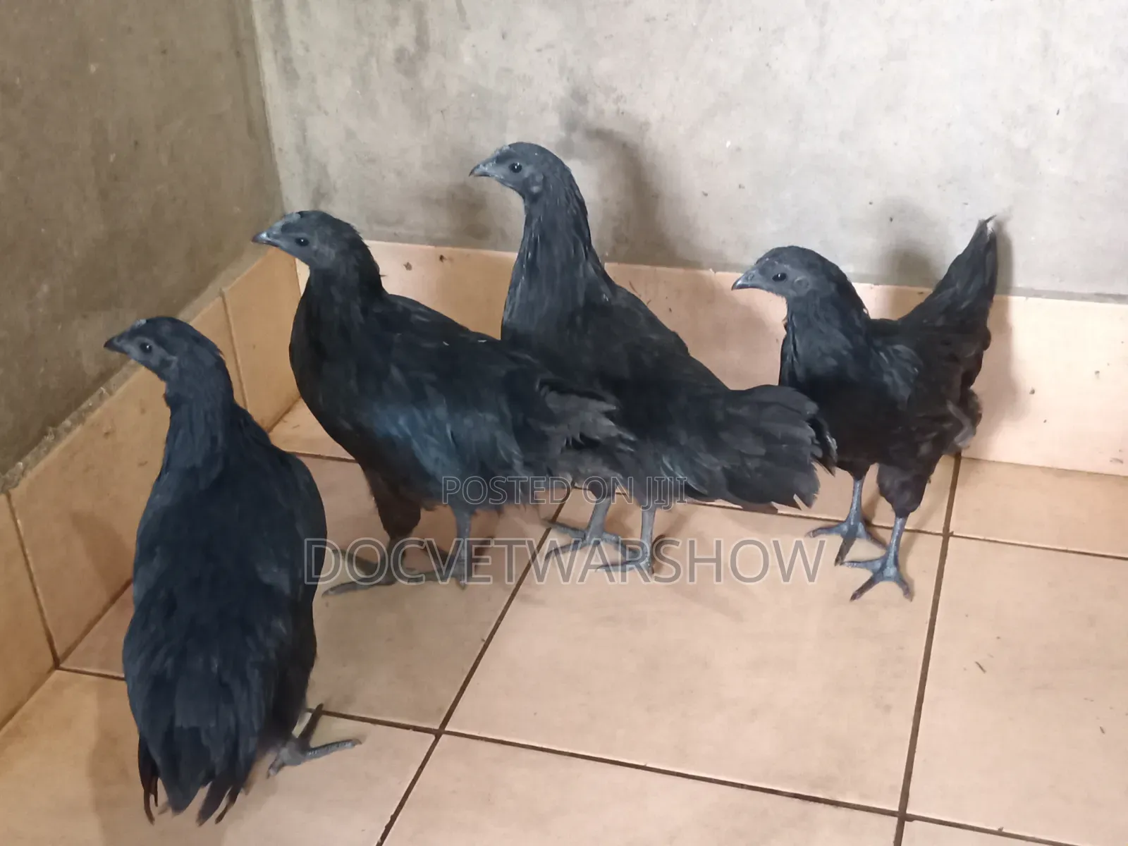 Ayam Cemani Adolescent Hens