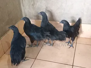 Ayam Cemani Adolescent Hens