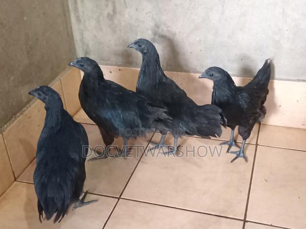 Ayam Cemani Adolescent Hens