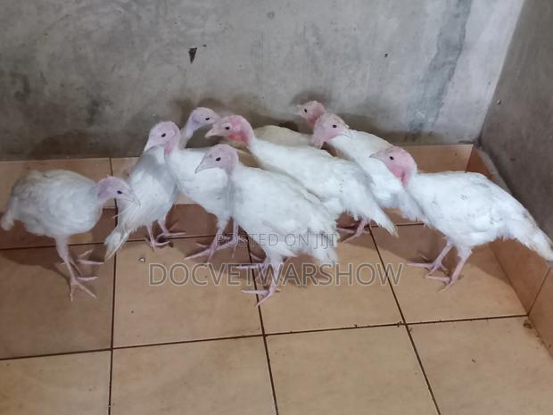 White Holland Turkey Poults