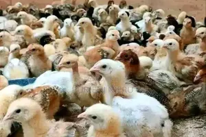 Vaccinated Day Old Kienyeji Improved Chicks for Sale