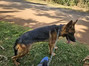 6-12 months Female Purebred German Shepherd
