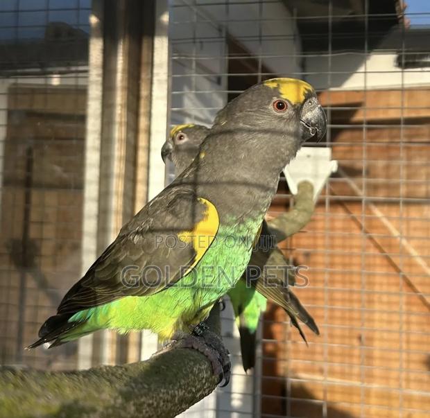Mayer Parrots - main view