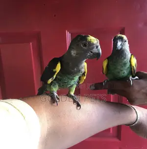 Mater Parrots