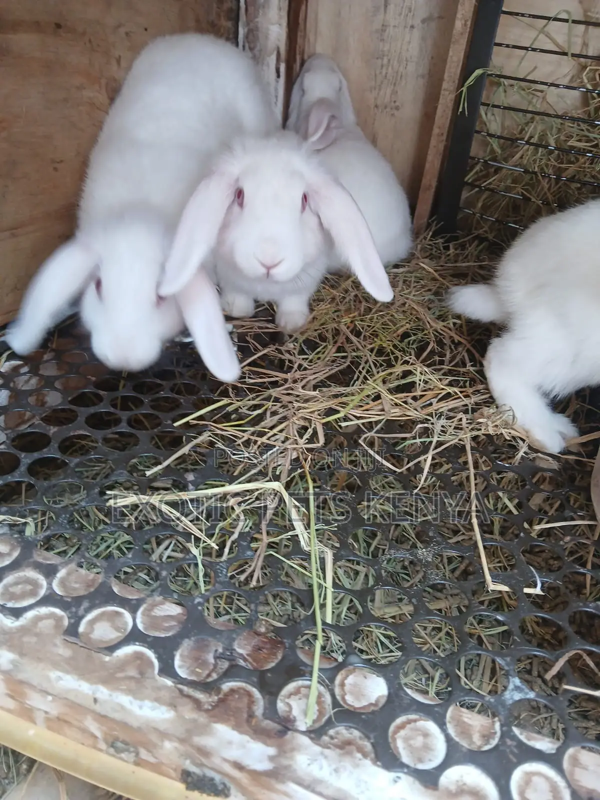Earlobe Bunnies