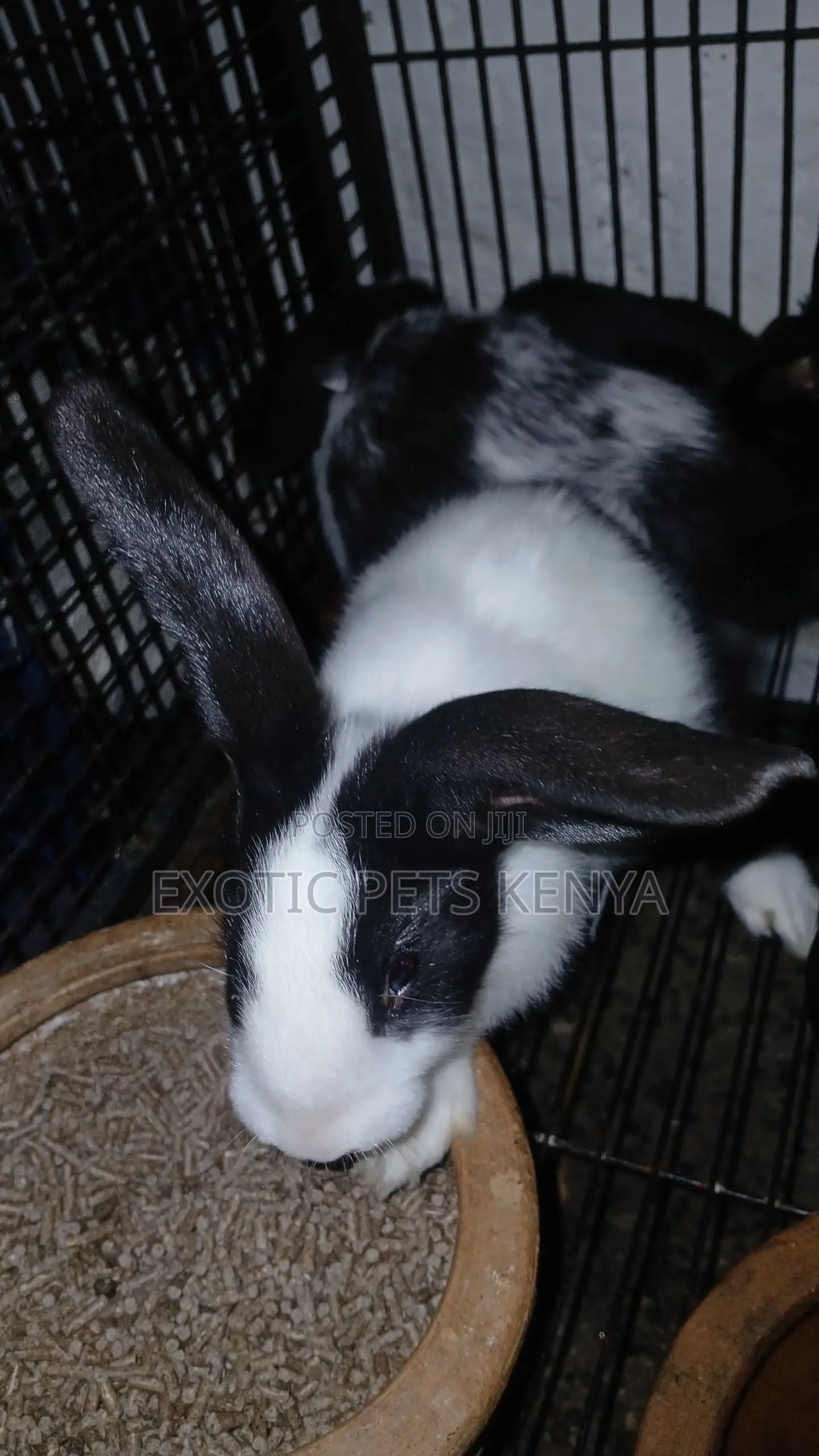 Earlobe Bunnies
