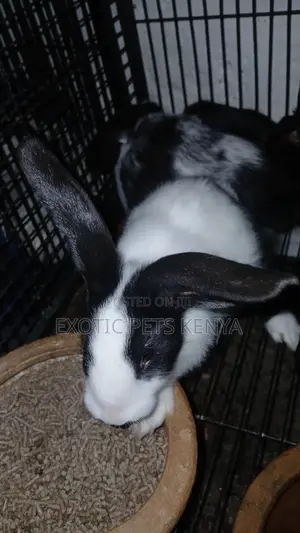 Earlobe Bunnies