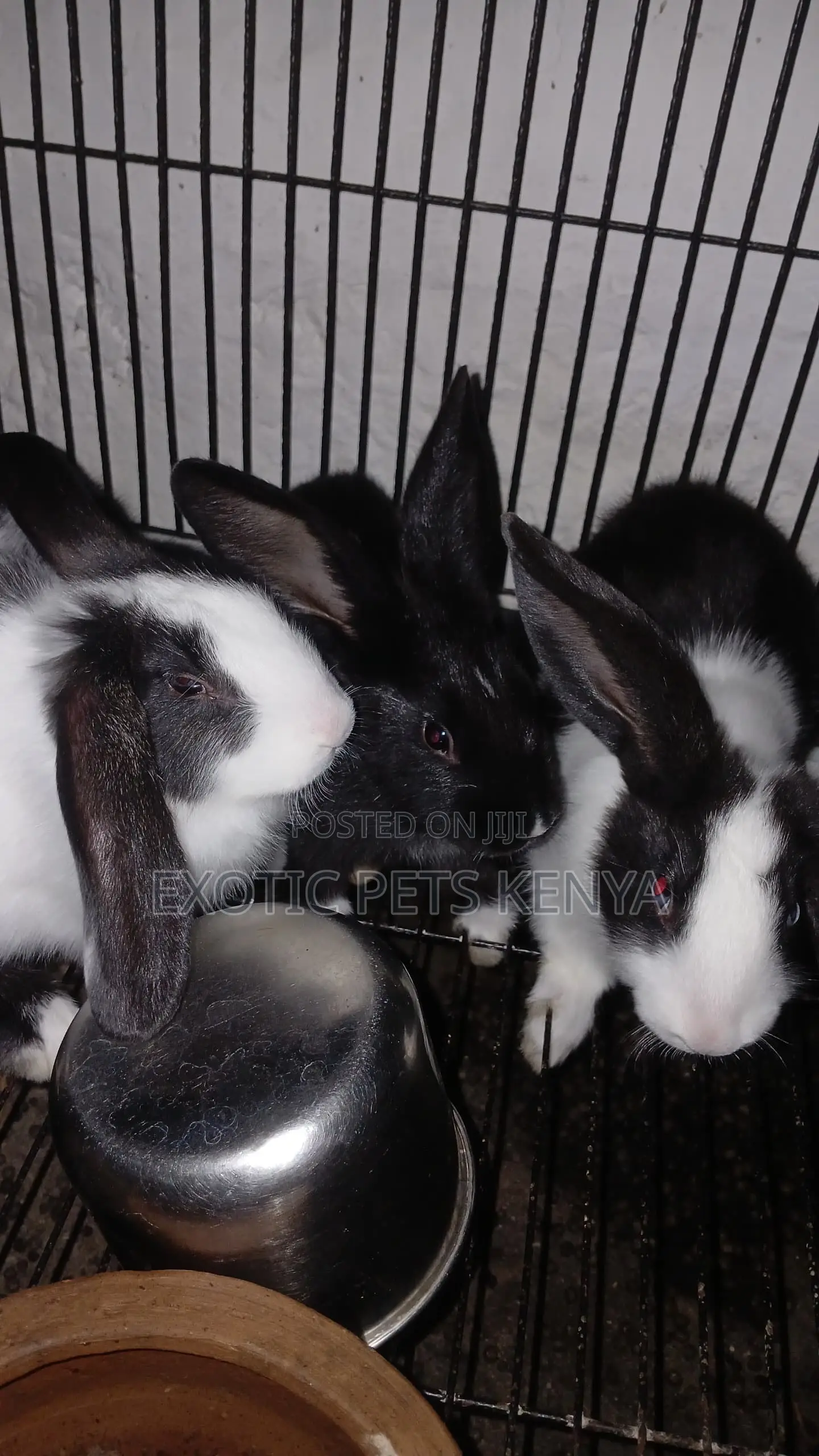 Earlobe Bunnies