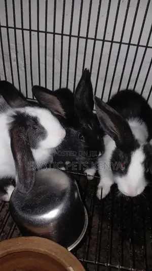 Earlobe Bunnies