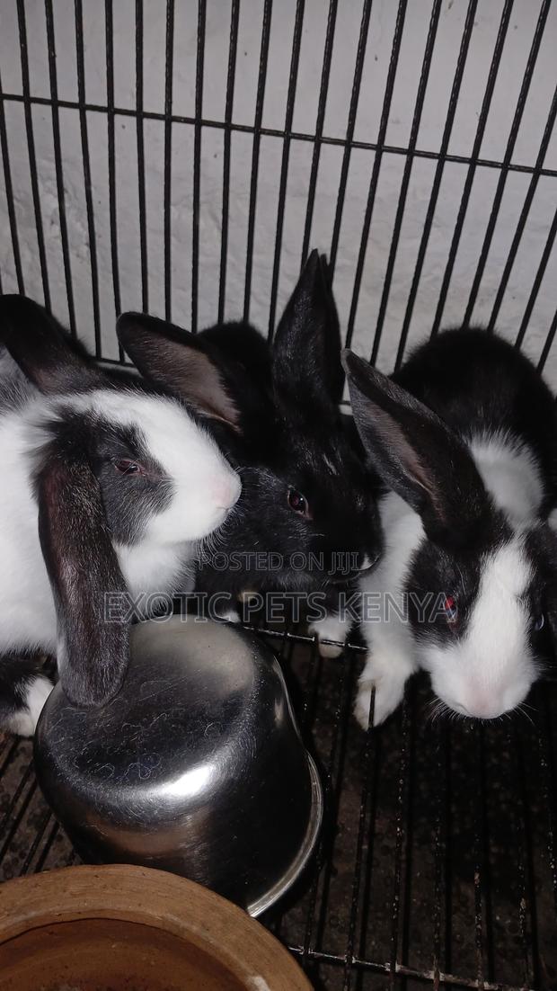 Earlobe Bunnies - thumbnail 3