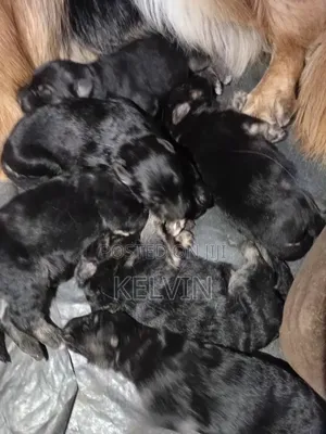 0-1 month Male Purebred German Shepherd