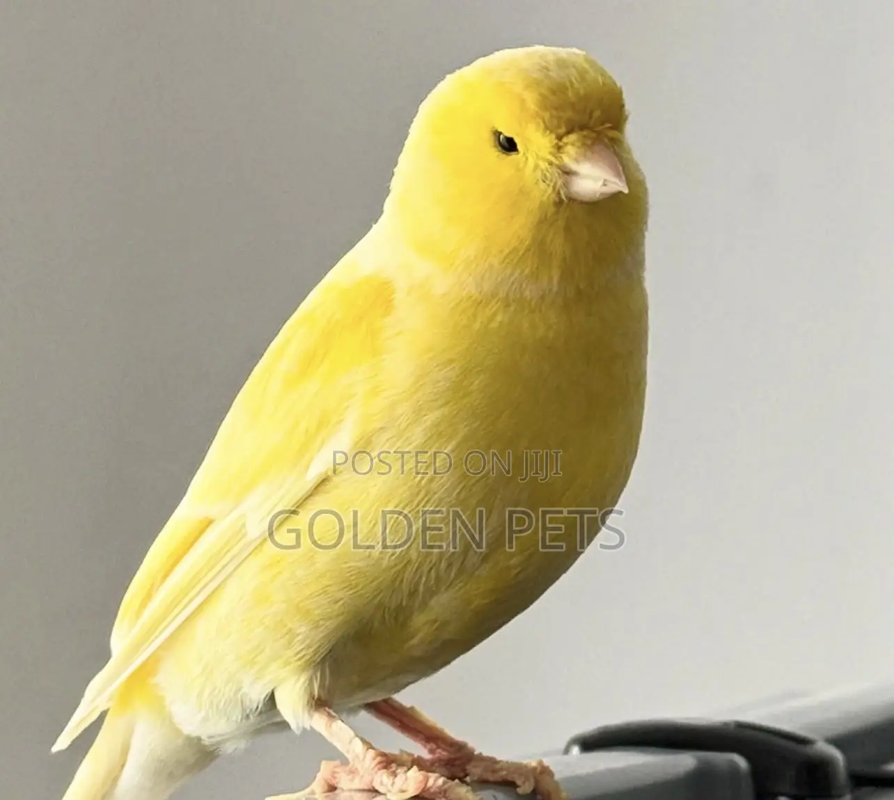 Canary Birds
