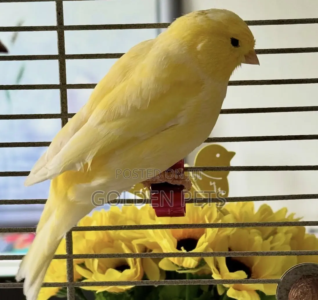 Gold Canaries