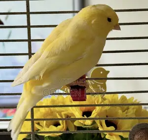 Gold Canaries