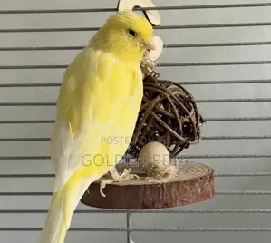 Canaries Available