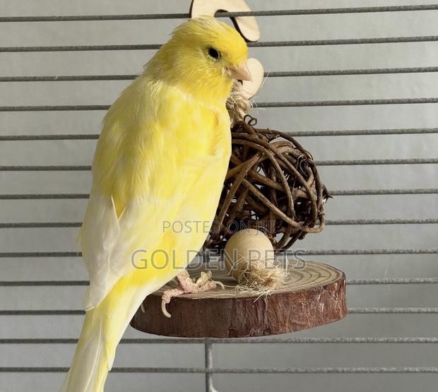 Canaries Available - main view