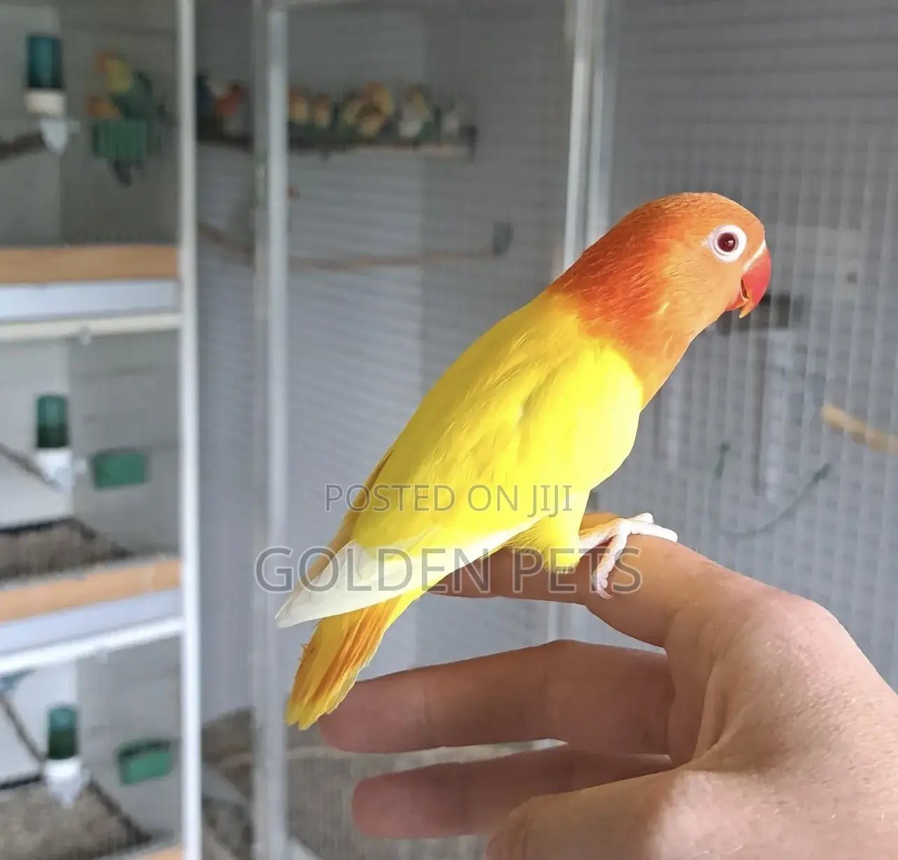 Lutino Lovebirds Imported