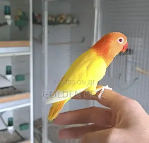 Lutino Lovebirds Imported