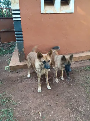 6-12 months Male Mixed Breed Border Collie