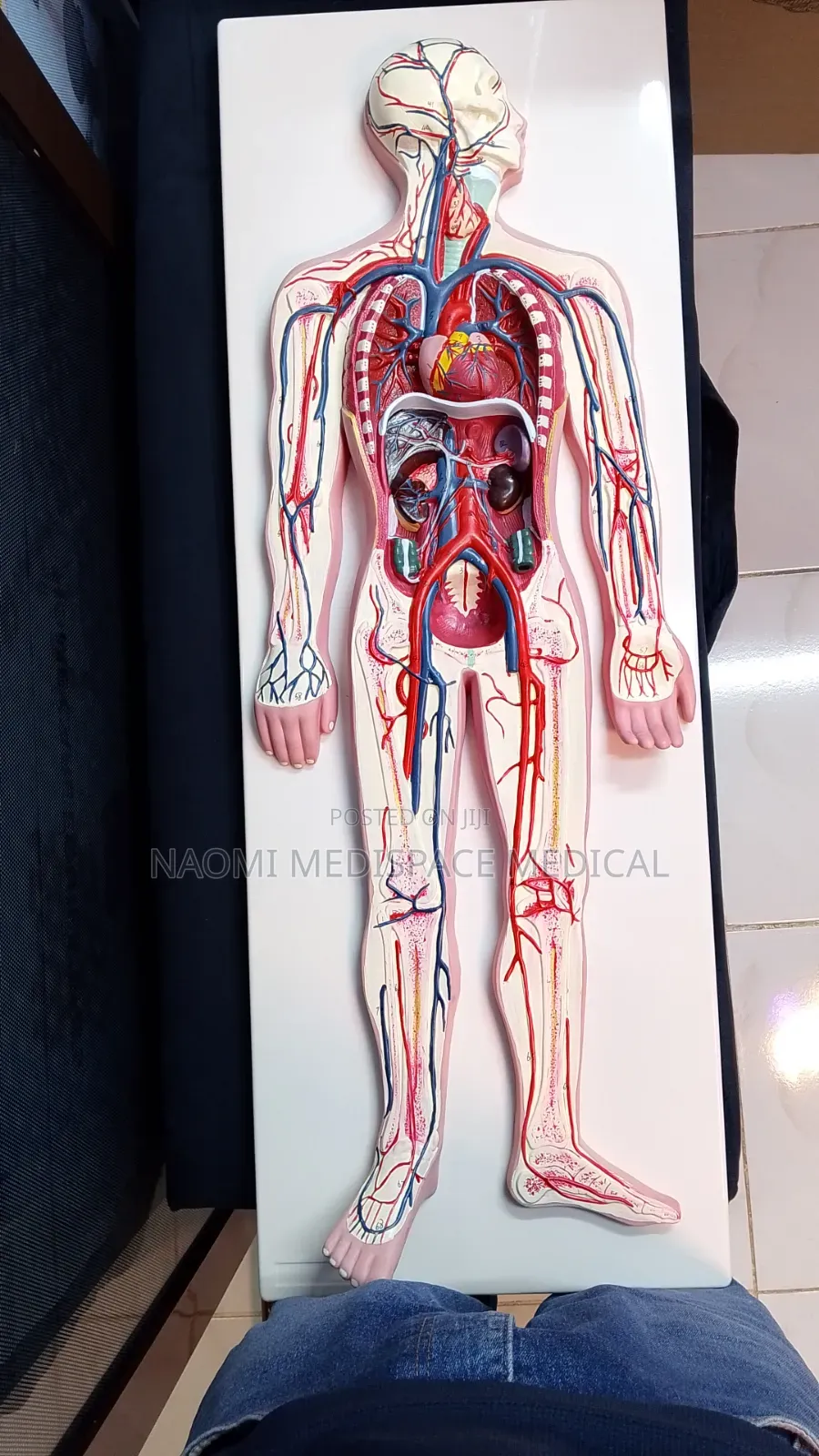 Model for Training Students-Circulatory System Model