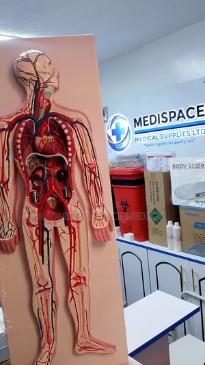 Model for Training Students-Circulatory System Model