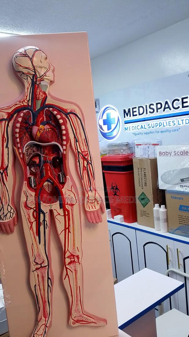 Model for Training Students-Circulatory System Model - thumbnail 2