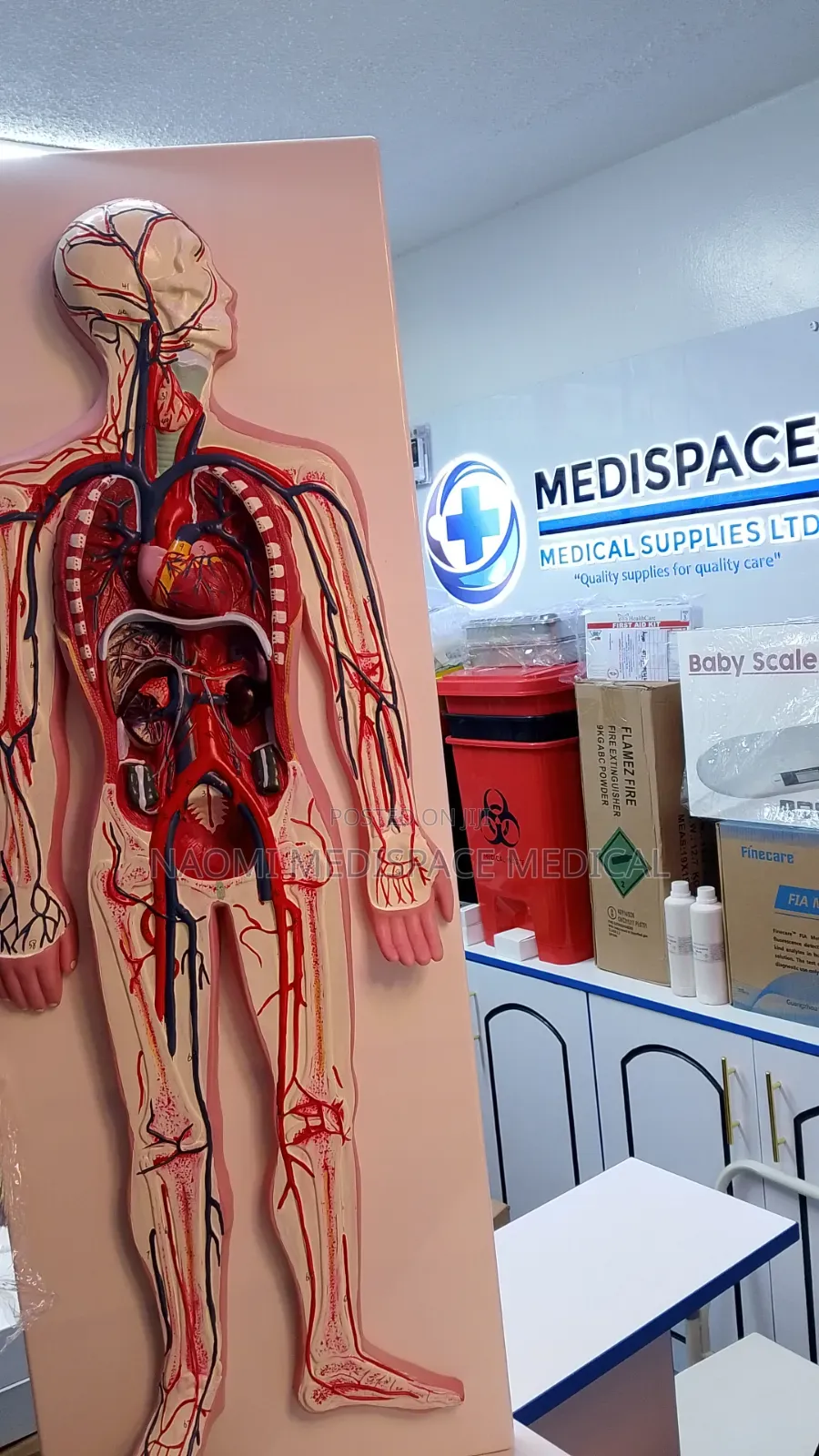 Model for Training Students-Circulatory System Model