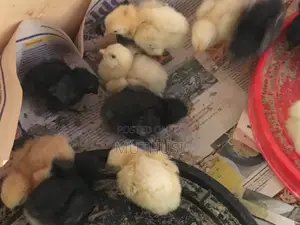 Day Old Chicks Kari, Kenbro, Sasso