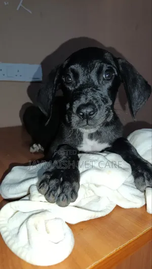 1-3 months Female Purebred Great Dane