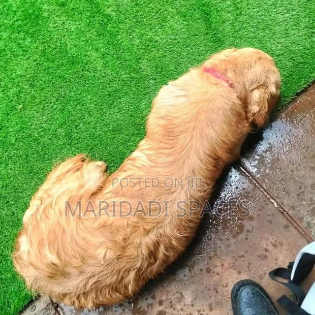Pet Friendly 25mm Artificial Turf Grass - main view