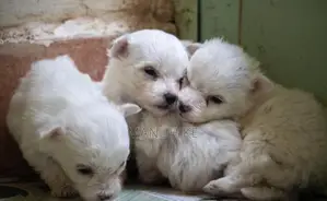 1-3 months Male Mixed Breed Maltese