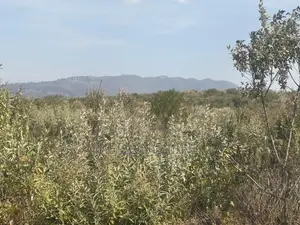 Ntashat / Kimuka 5 to 10 Acres for Sale