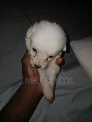 0-1 month Male Purebred Japanese Spitz