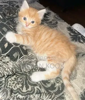 1-3 months Male Purebred Tabby