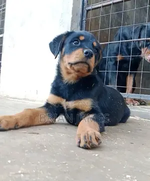 1-3 months Female Purebred Rottweiler