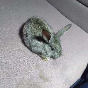 Rabbits 4 Sale