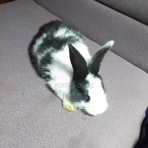 Rabbits 4 Sale